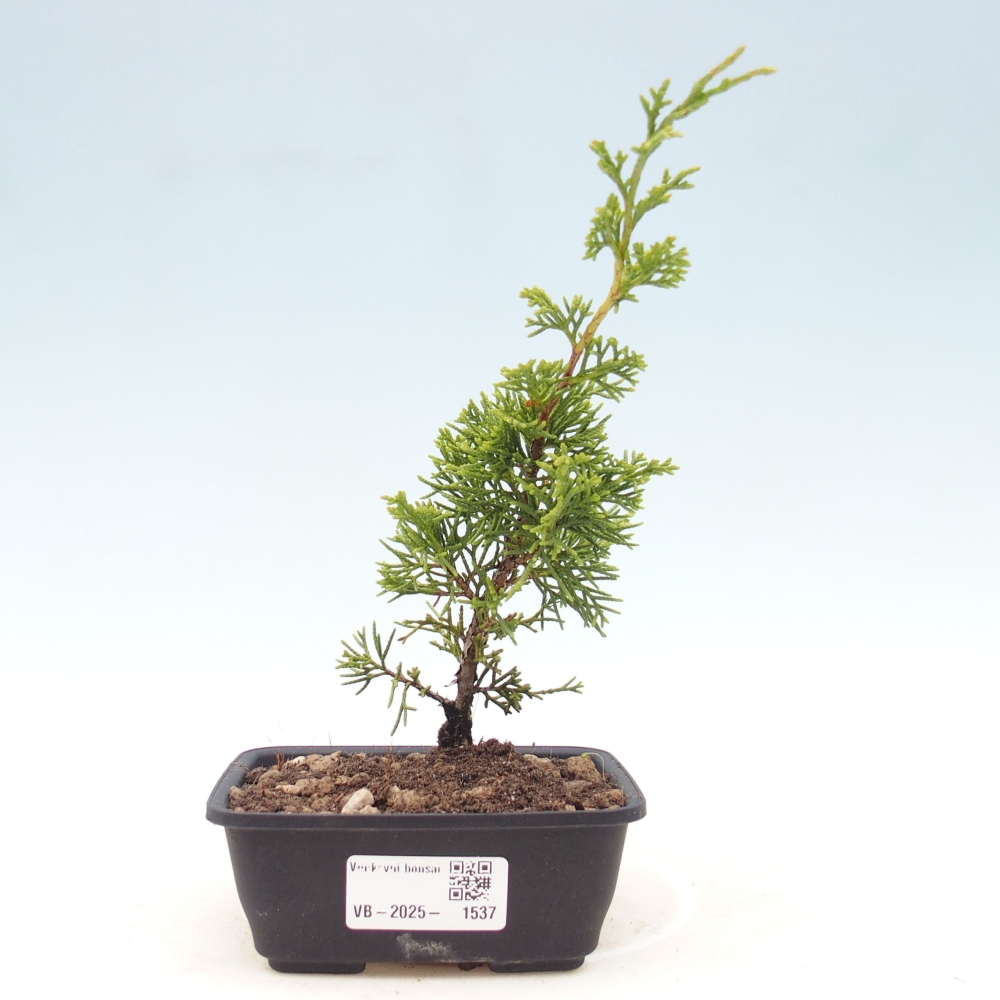 Outdoor bonsai - Juniperus chinensis Itoigawa - Jałowiec chiński