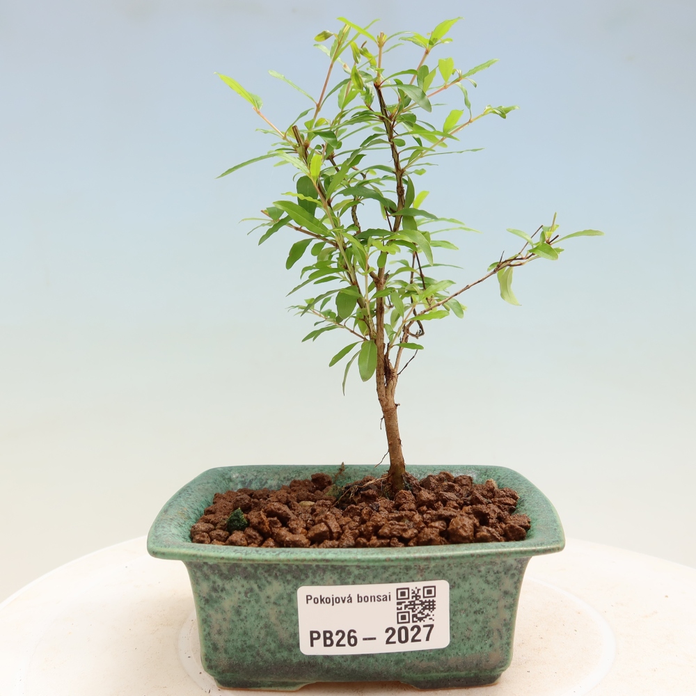 Pokój bonsai - PUNICA granatum nana - jabłko granatu