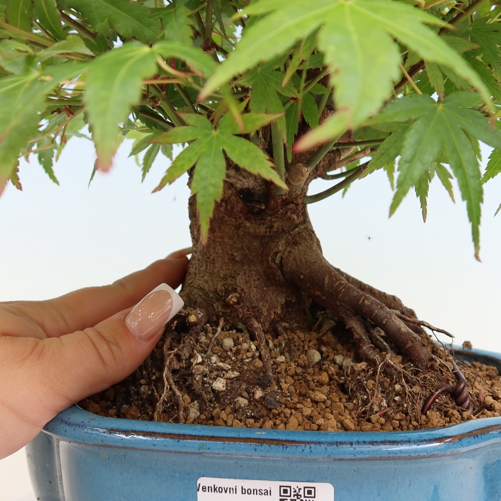 Outdoor bonsai - Klon burgeryjski - Acer burgerianum