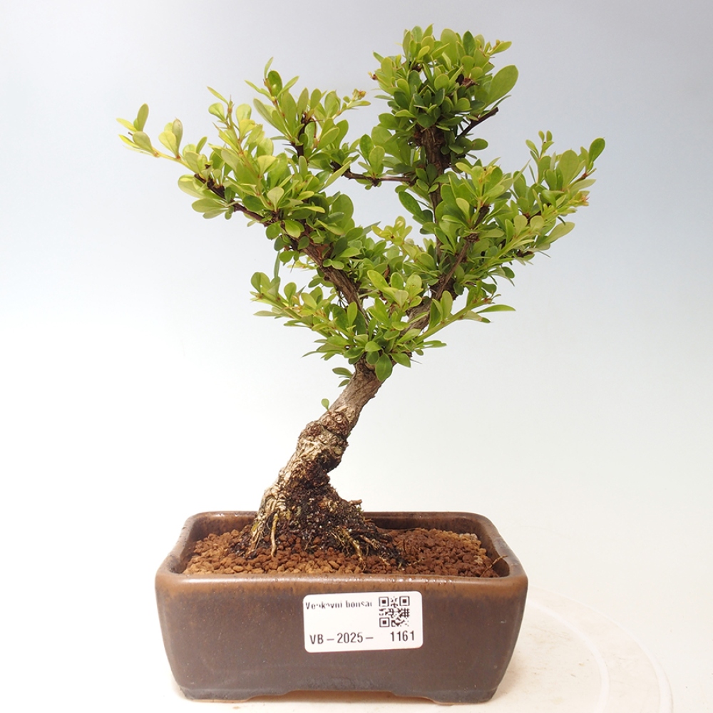 Outdoor bonsai - Berberis thunbergii - Berberys