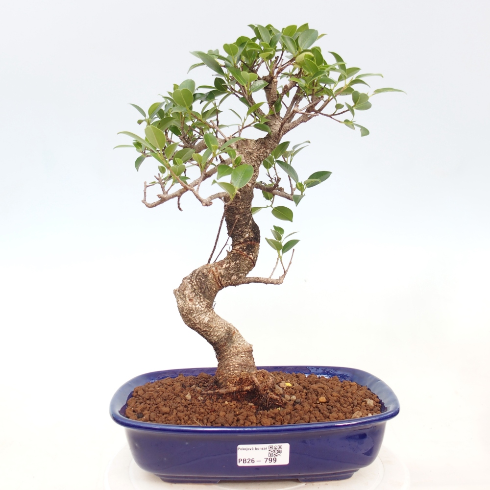 Kryty bonsai - kimono Ficus - figowiec drobnolistny