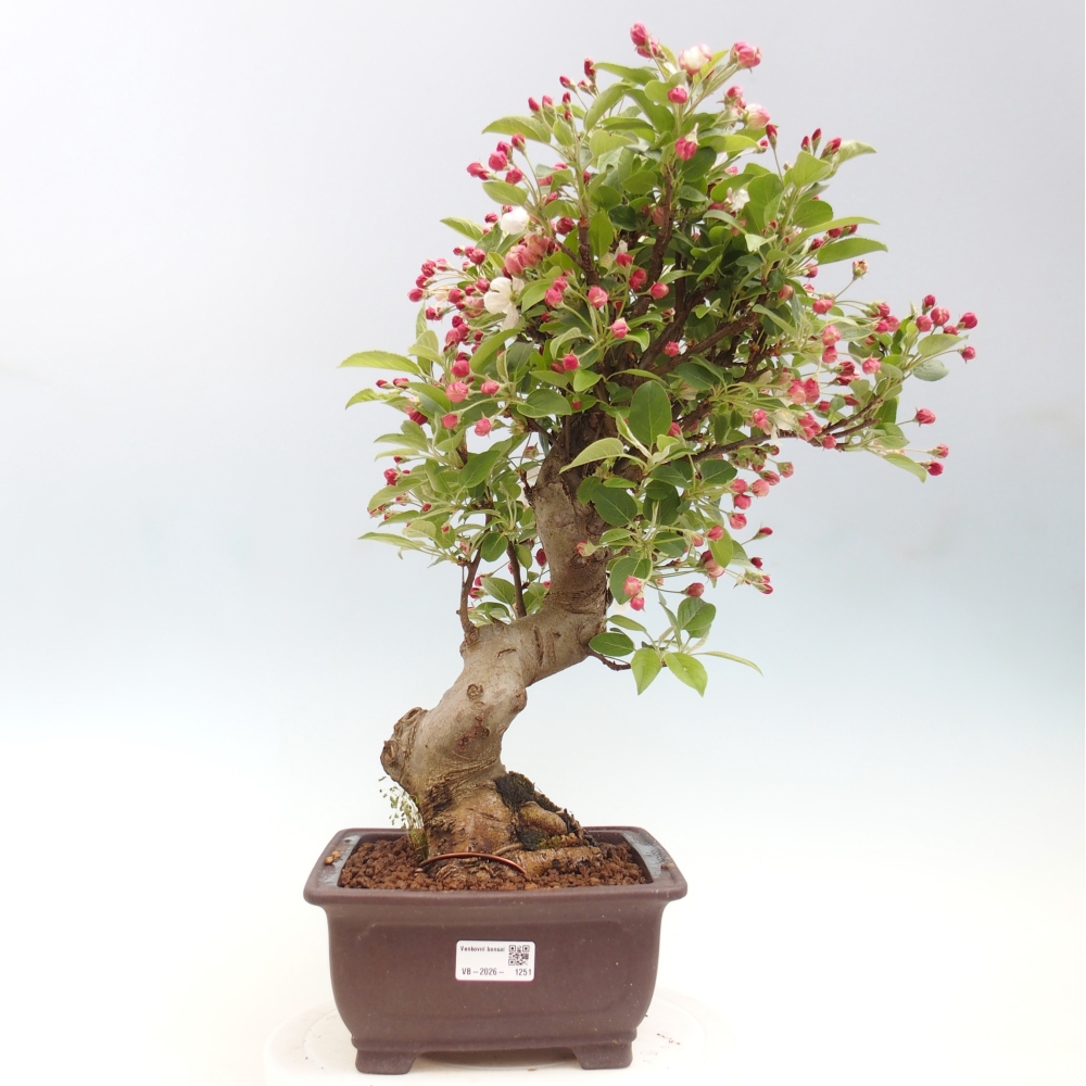 Outdoor bonsai - Malus halliana - Jabłoń drobnoowocowa