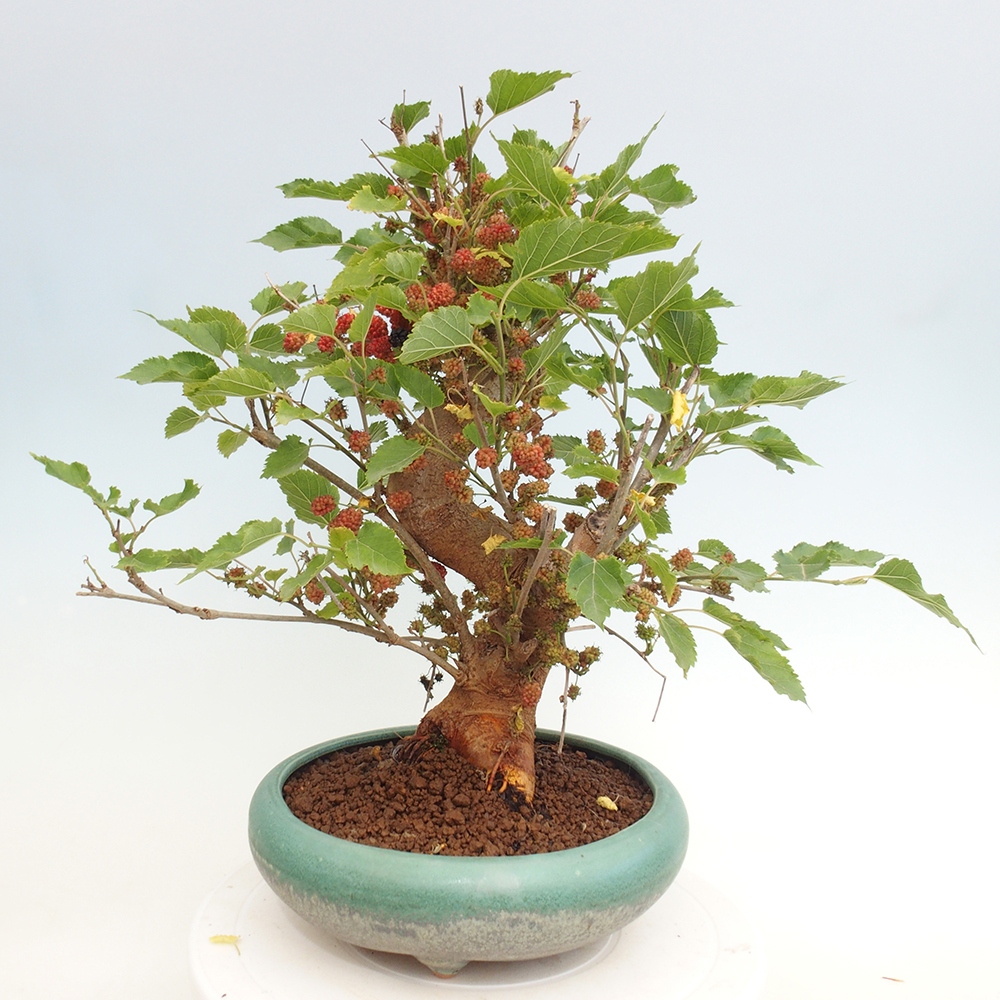 Bonsai outdoor - Morus alba - morwa