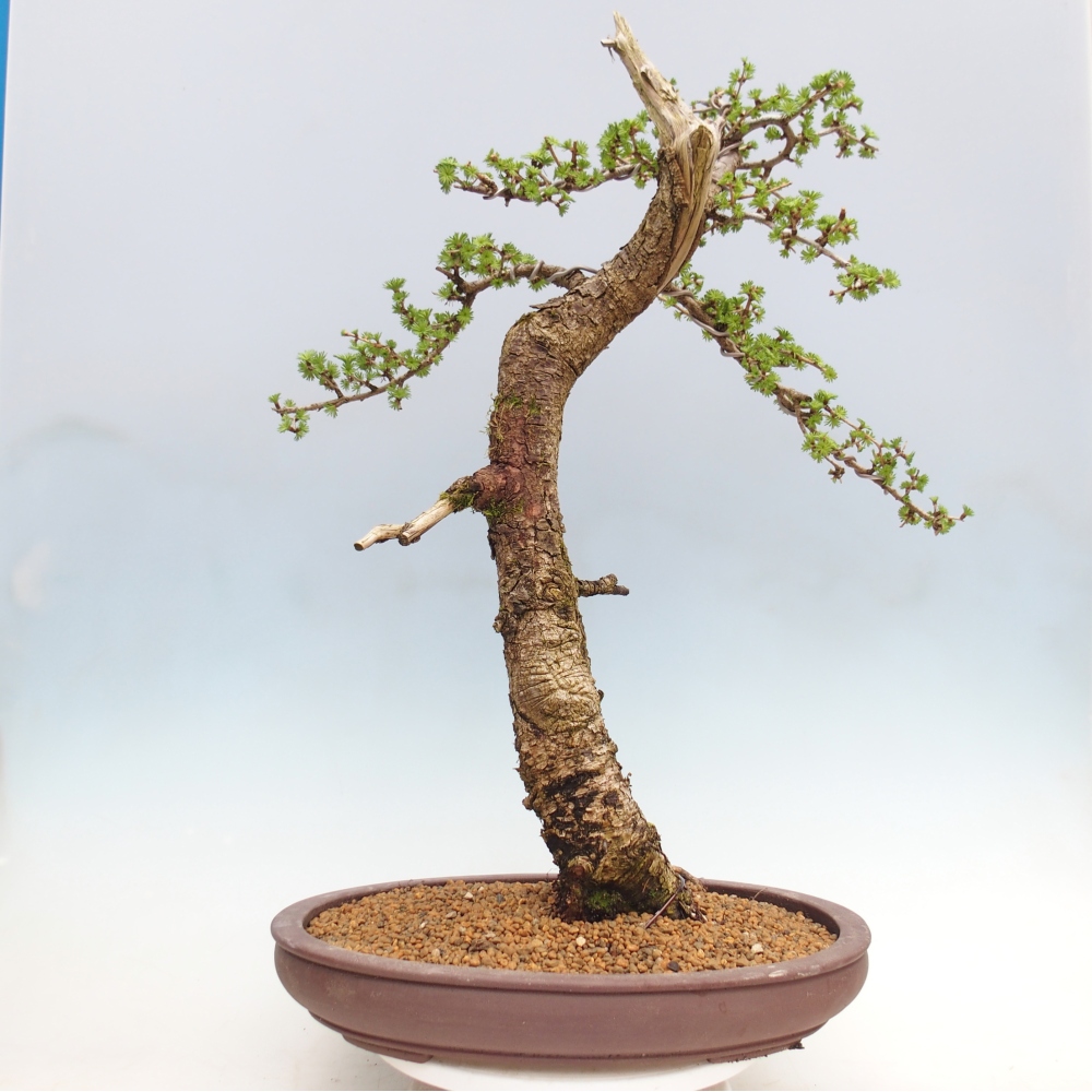 Outdoor bonsai -Larix decidua - Modrzew - Tylko transport paletowy