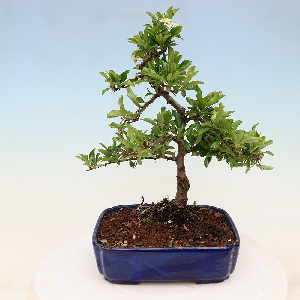 Bonsai ogrodowe – Pyracantha teton – ognik szkarłatny