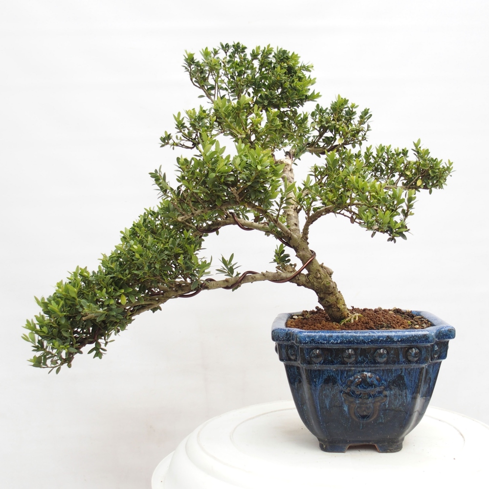 Kryty bonsai - Ilex crenata - Holly