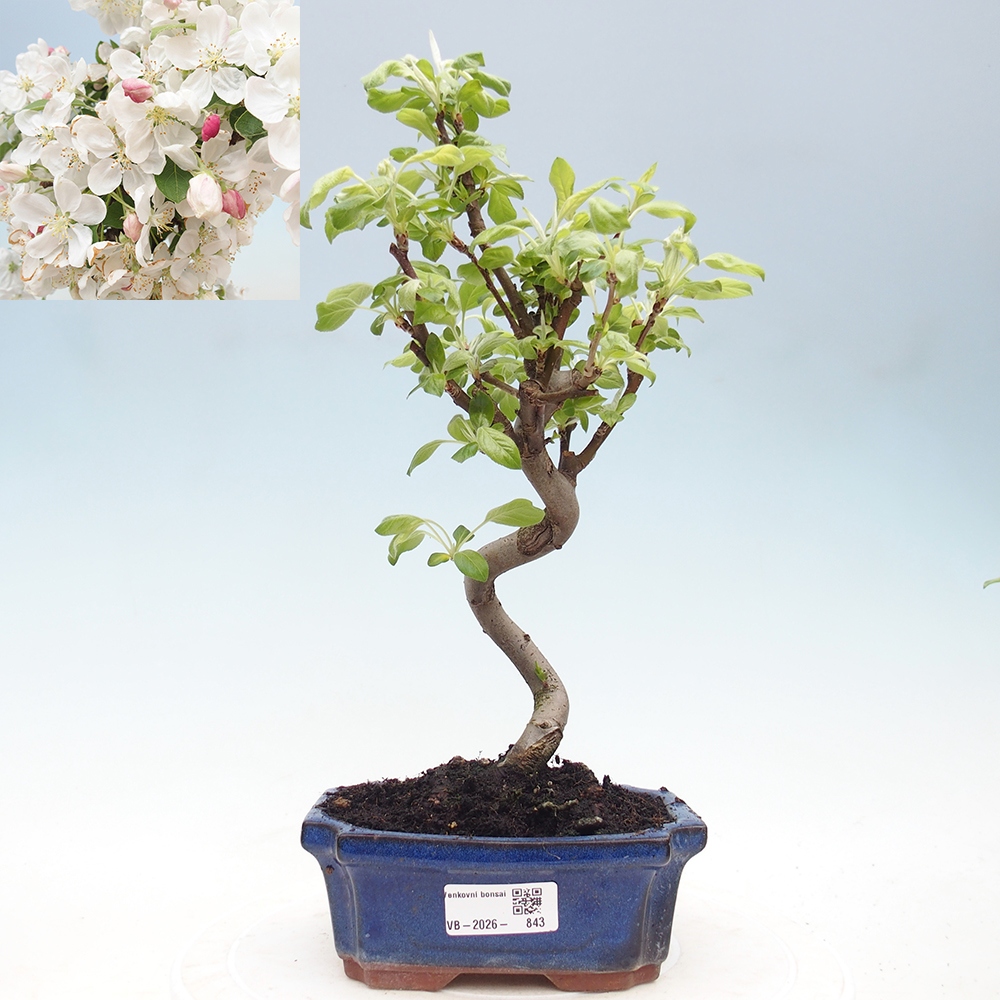 Outdoor bonsai - Malus halliana - Jabłoń drobnoowocowa