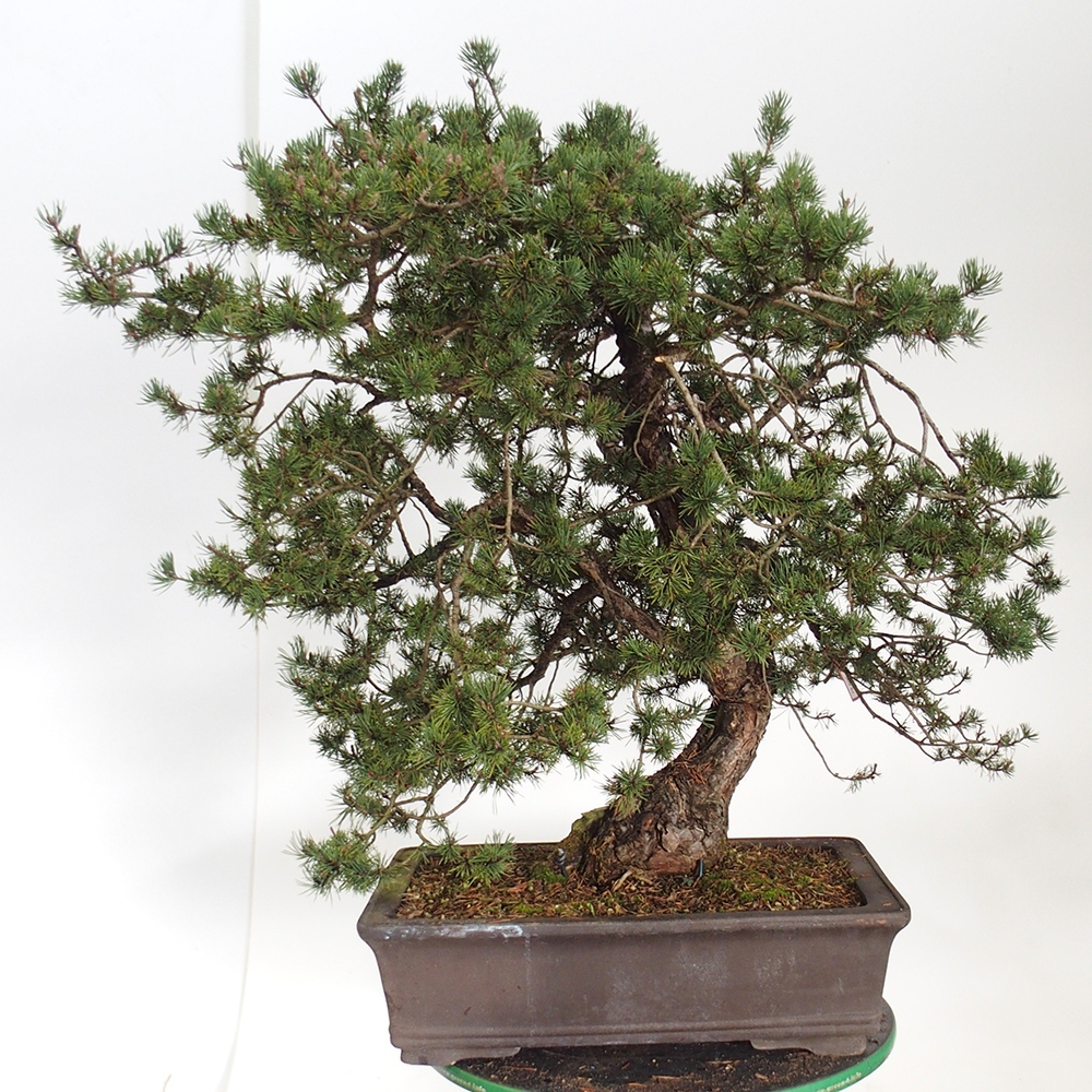 Yamadori - Pinus sylvestris Hiszpania