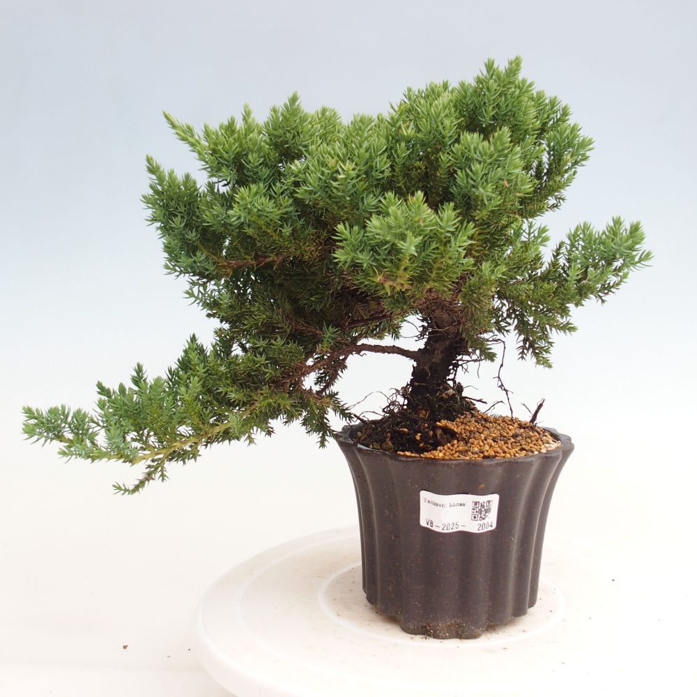 Plenerowe bonsai - Juniperus procumbens - Prostrate Juniper