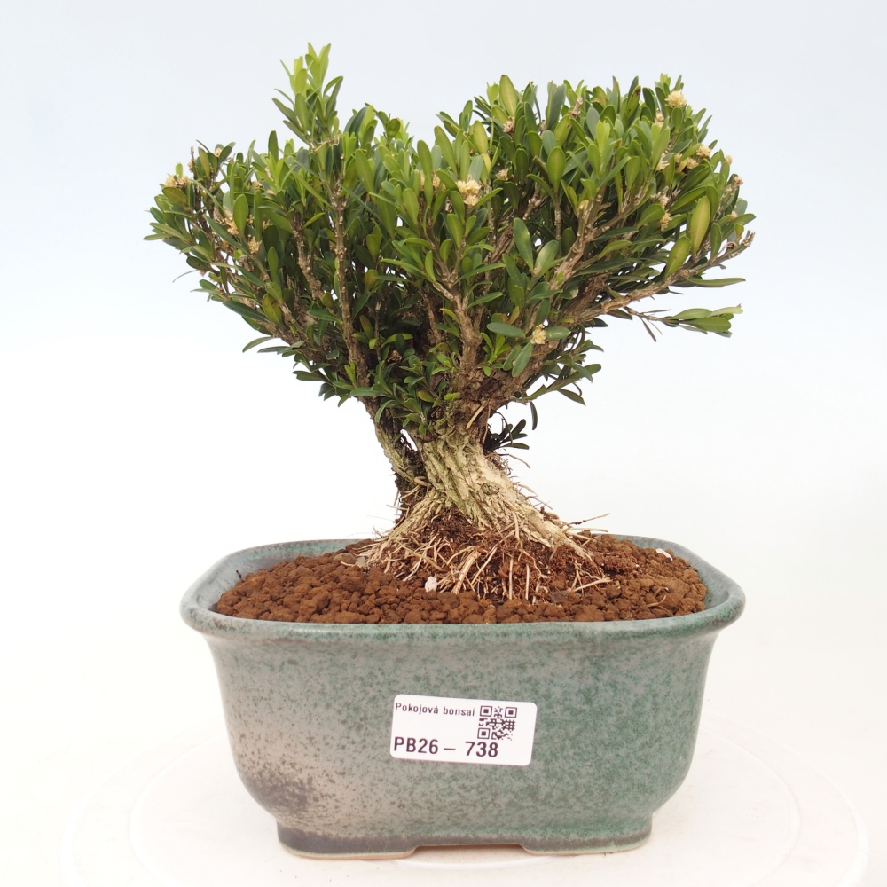 Pokój bonsai - Buxus harlandii - buxus korkowy