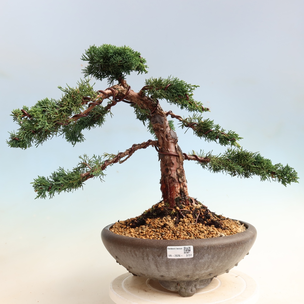 Outdoor bonsai - Juniperus chinensis Kishu