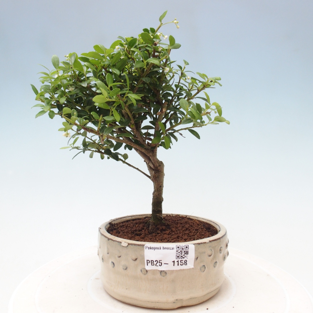 Kryty bonsai - Ilex crenata - Holly