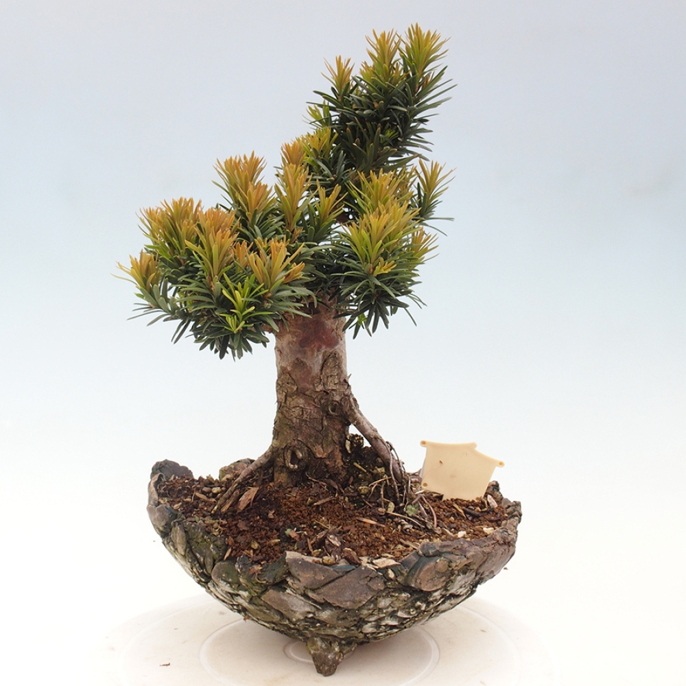 Bonsai na zewnątrz - Taxus cuspidata - cis japoński