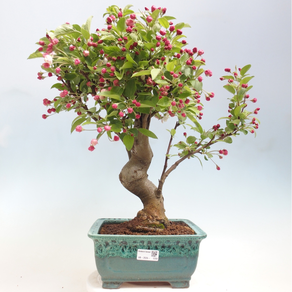 Outdoor bonsai - Malus halliana - Jabłoń drobnoowocowa