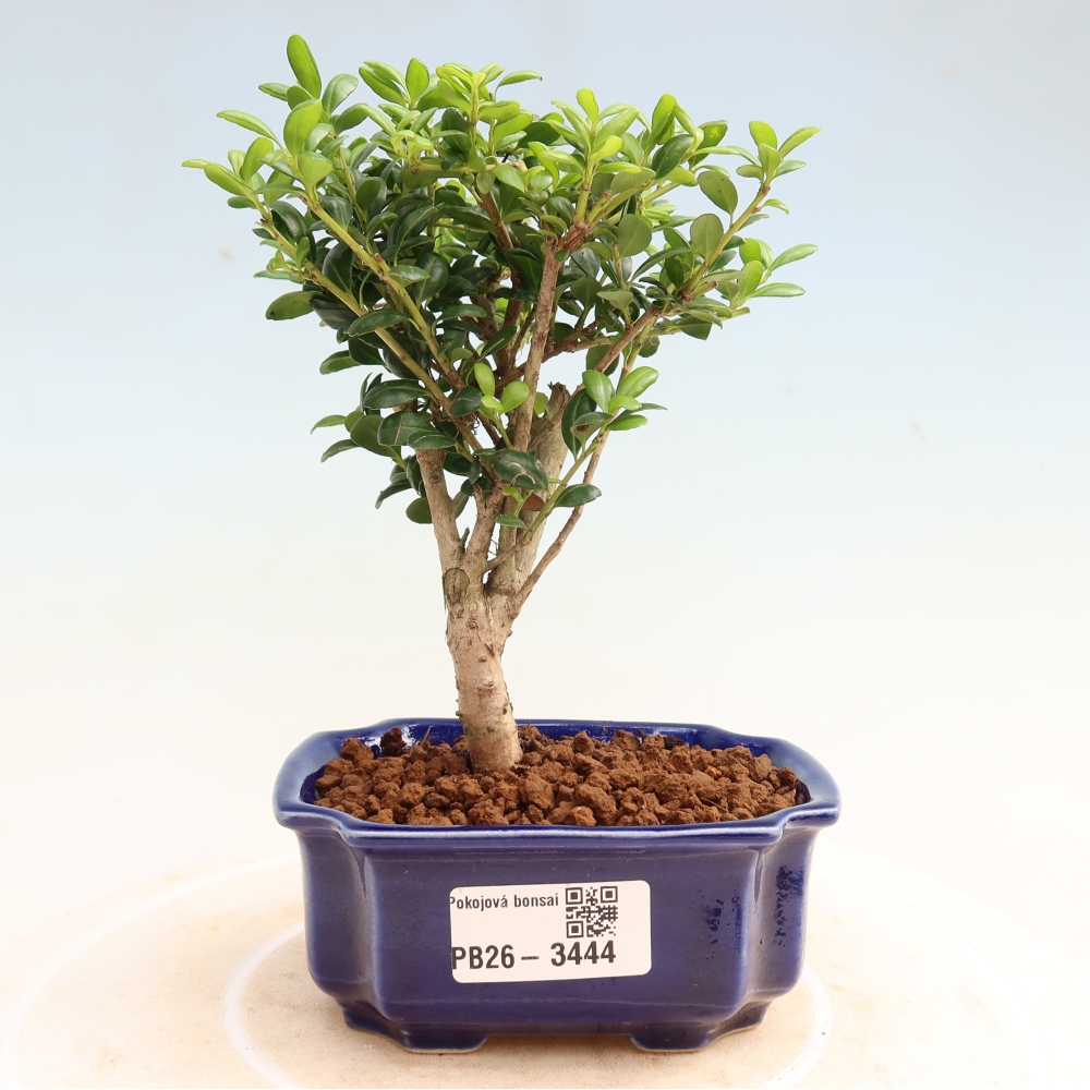 Pokój bonsai - Ilex crenata - Ostrokrzew