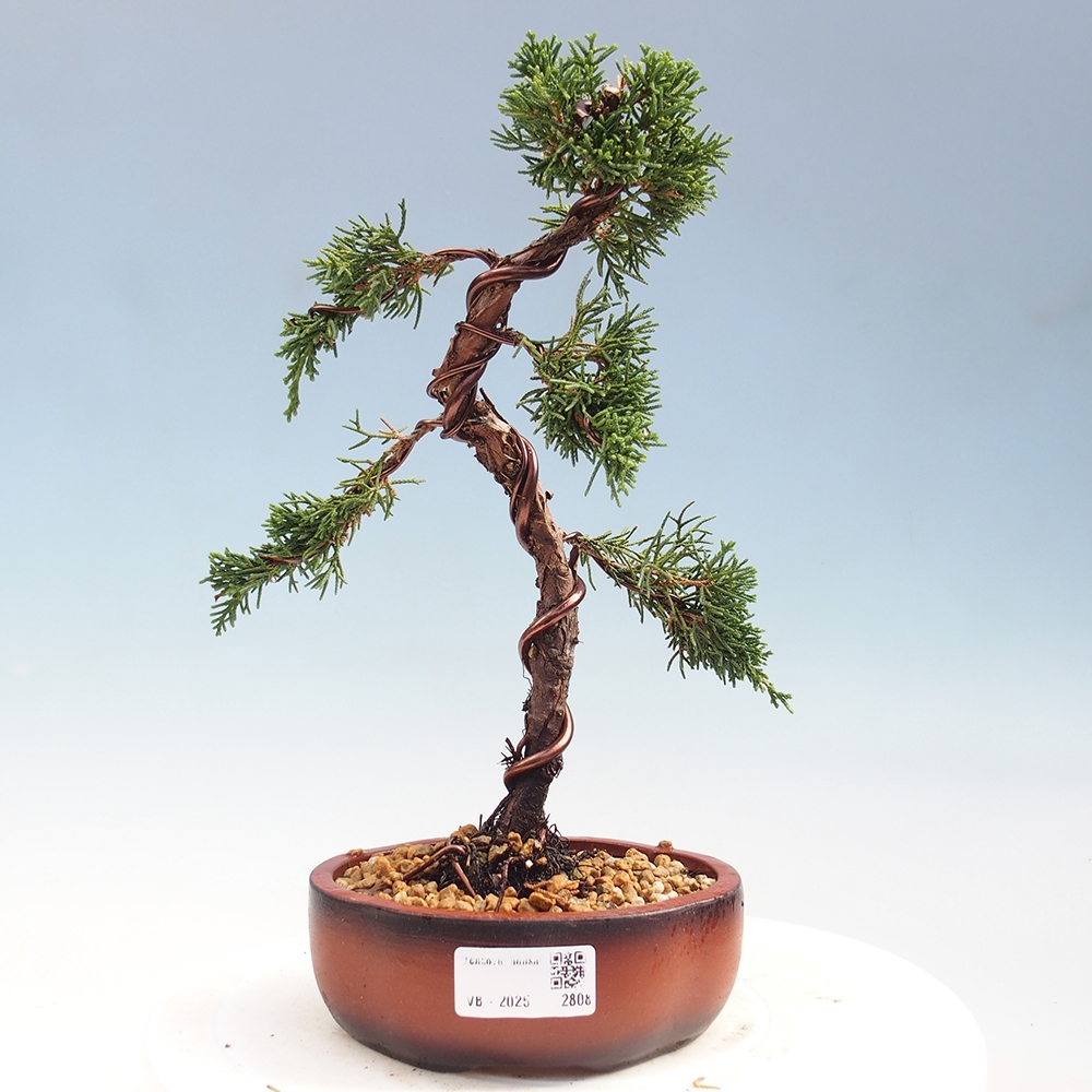 Bonsai zewnętrzne - Juniperus chinensis Kishu - Jałowiec chiński