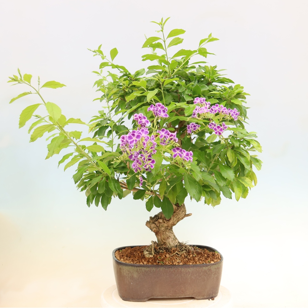 Bonsai pokojowe - Duranta erecta Aurea