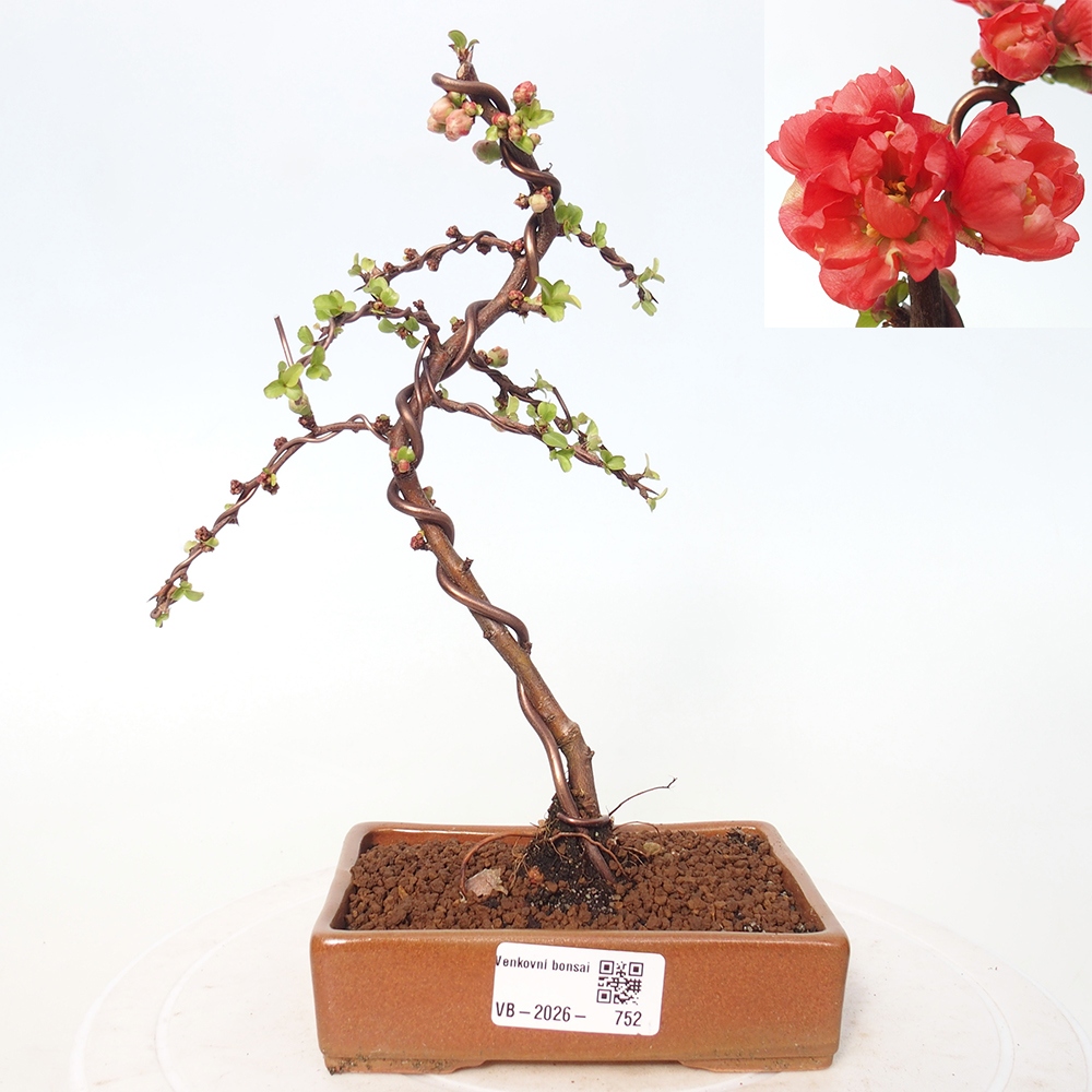 Outdoor bonsai - Chaneomeles s. Red Joy - Pigwa