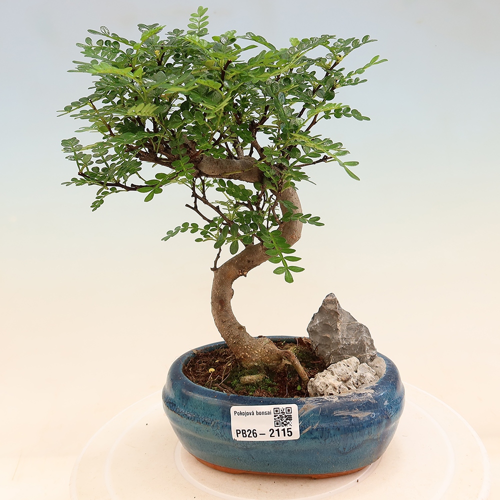 Pokój bonsai - Zantoxylum piperitum - drzewo pieprzowe