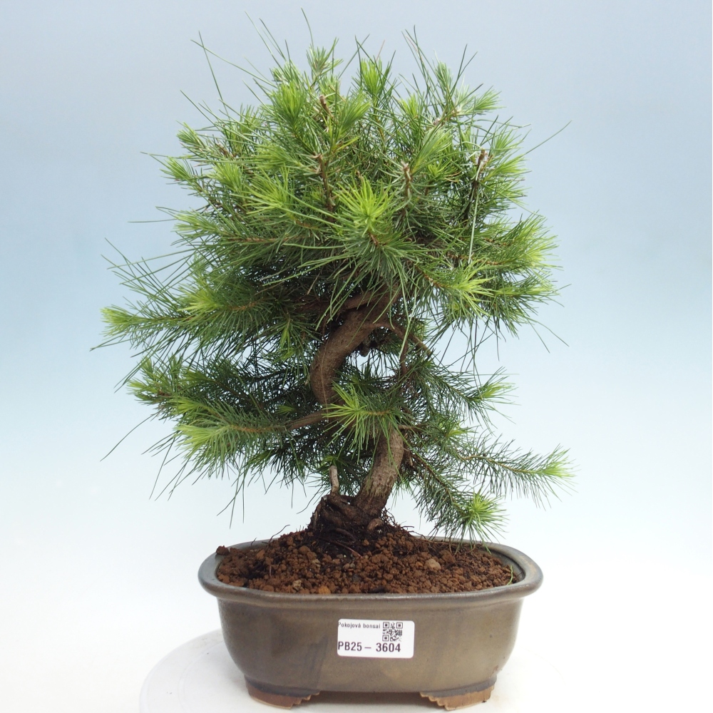 Pokój bonsai - Pinus halepensis - Sosna z Aleppo