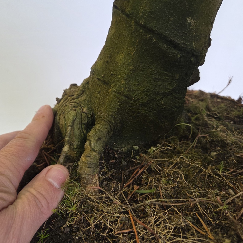 Outdoor bonsai - magnolia - Šácholan
