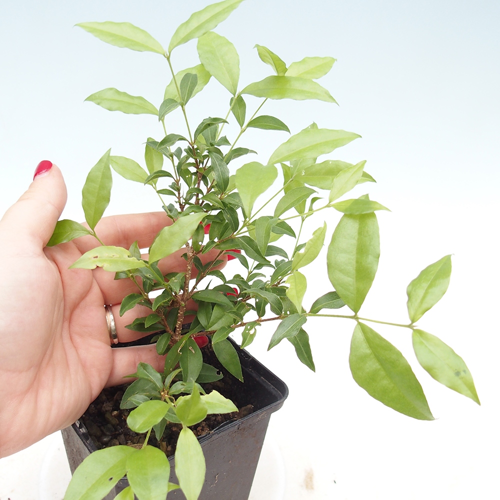 Room bonsai - Malpighia coccigera- Barbdor cherry w pojemniku