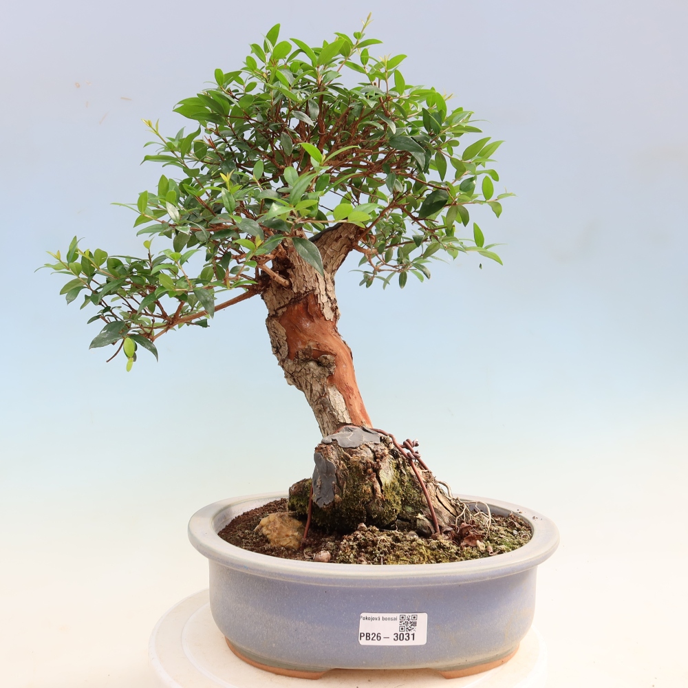Bonsai pokojowe – Myrtus communis – mirt pospolity