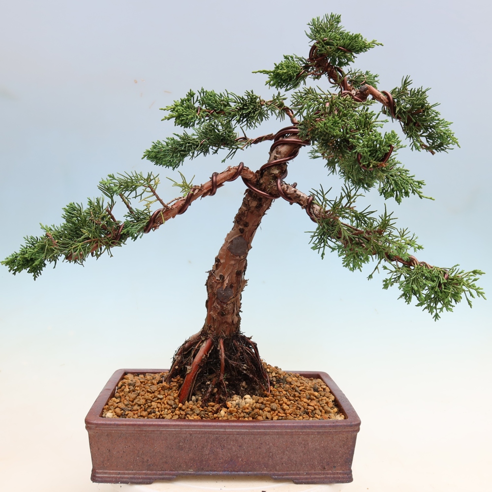 Outdoor bonsai - Juniperus chinensis Kishu