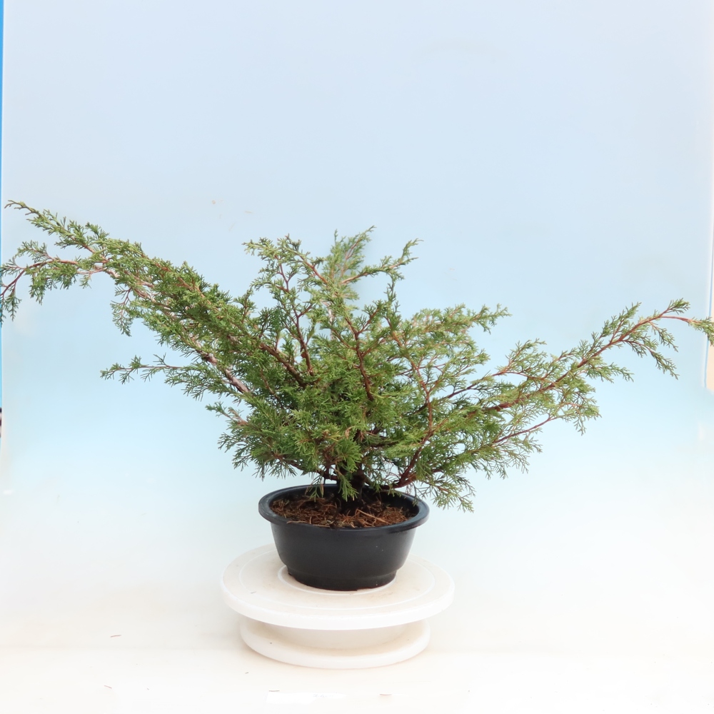 Bonsai ogrodowe – Juniperus chinensis Itoigawa – jałowiec chiński