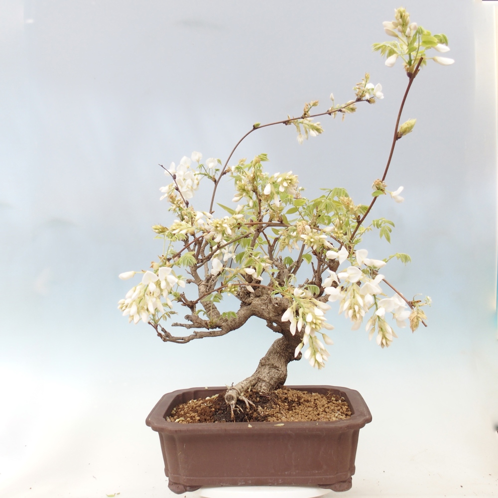 Bonsai zewnętrzne - Vistaria - Wisteria