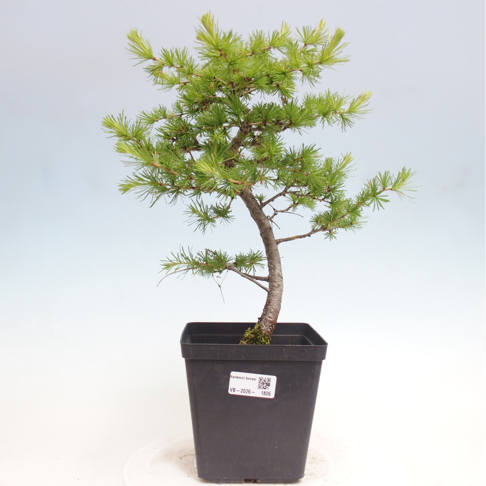 Bonsai zewnętrzne - Larix decidua - Modrzew