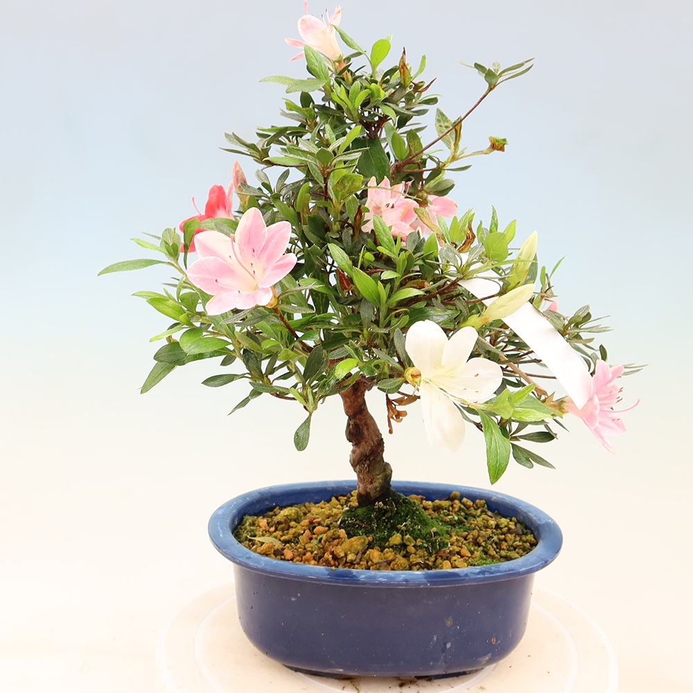 Bonsai zewnętrzne - Azalia japońska - Azalia Senhime