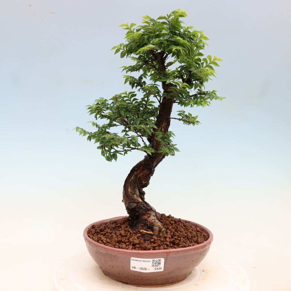 Bonsai ogrodowe – Ulmus Jacqueline Hillier – wiąz piękny