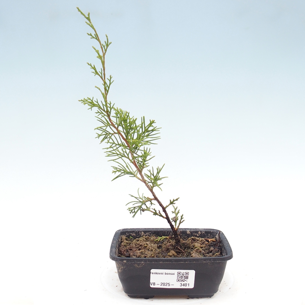 Outdoor bonsai - Juniperus chinensis Itoigawa