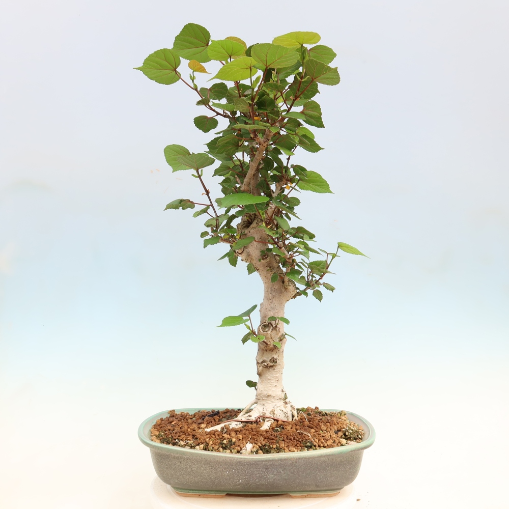 Bonsai domowe - Hibiscus tiliaceus - Hibiskus morski