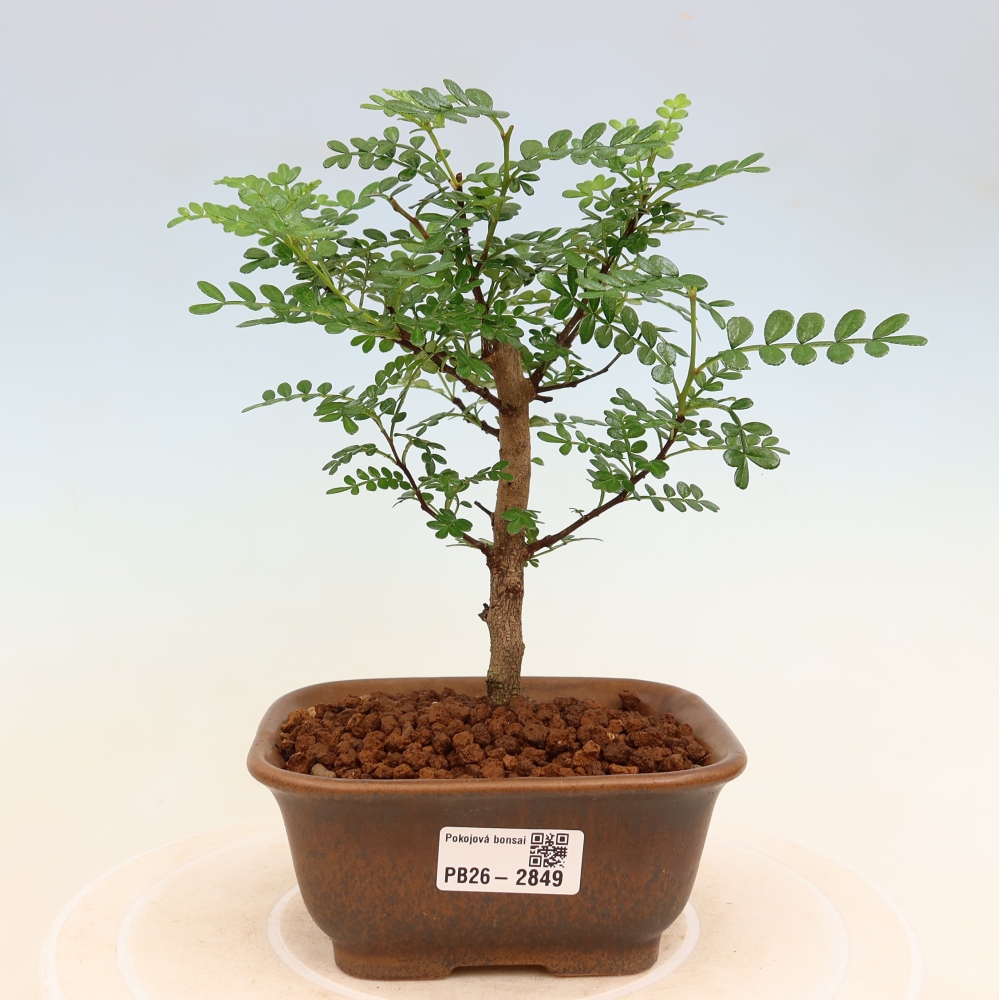 Pokój bonsai - Zantoxylum piperitum - drzewo pieprzowe