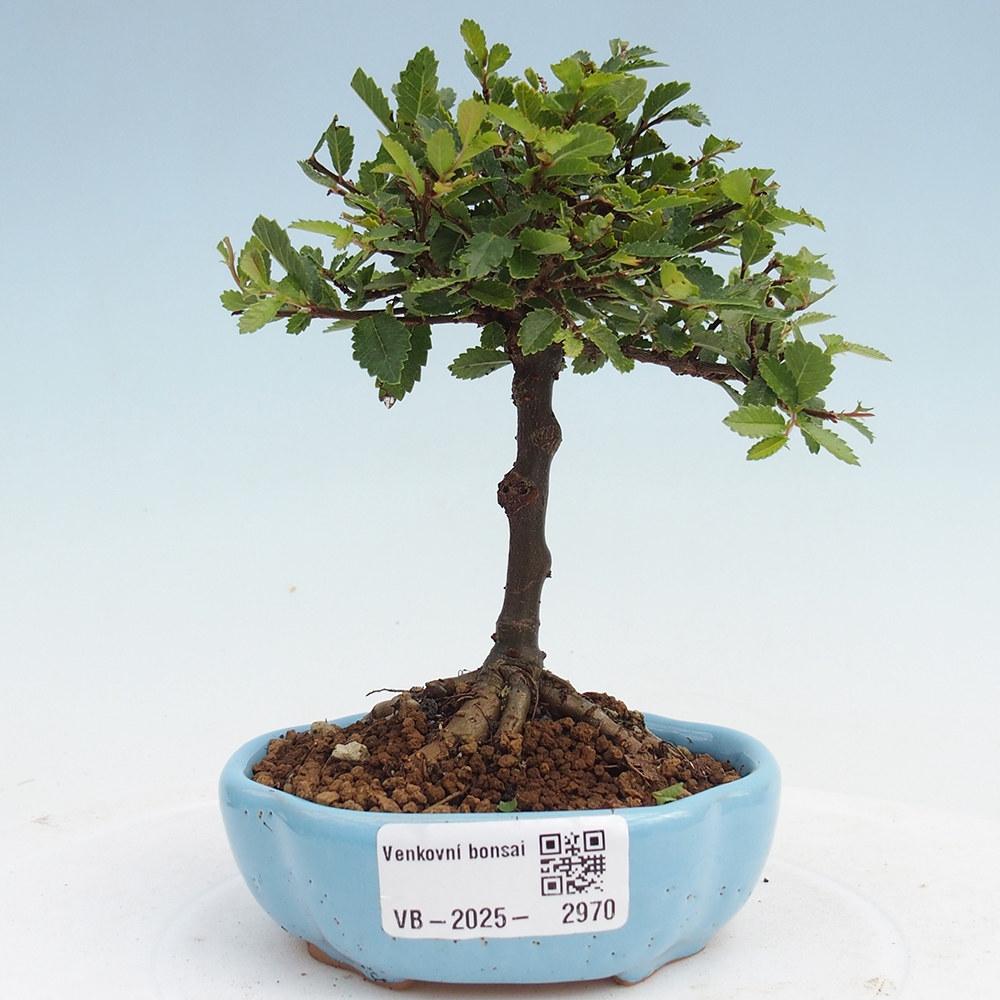 Bonsai zewnętrzne - Ulmus parvifolia Sagei - Wiąz drobnolistny