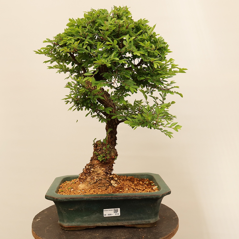 Bonsai na świeżym powietrzu - Zelkova - Zelkova NIRE