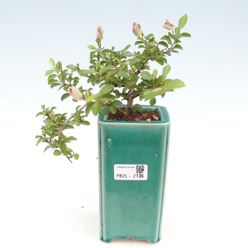 Kryty bonsai - Grewia occidentalis - Lawendowa gwiazda