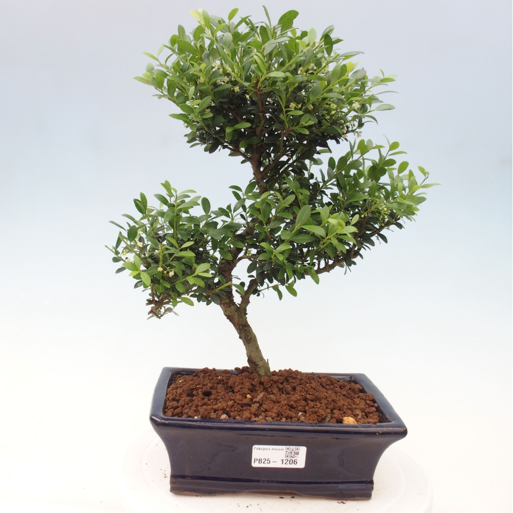 Kryty bonsai - Ilex crenata - Holly