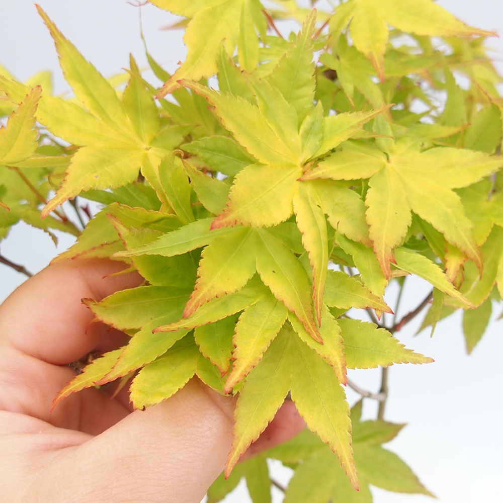 Zewnętrzne bonsai - Złota palma Jawor - Acer palmatum Aureum w pojemniku
