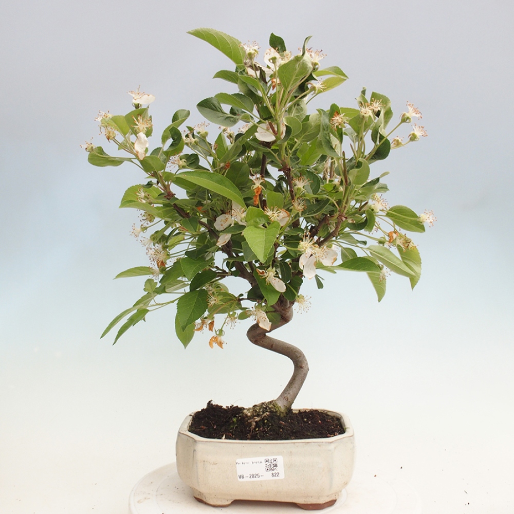 Bonsai plenerowe - Malus Halliana - Jabłoń drobnoowocowa