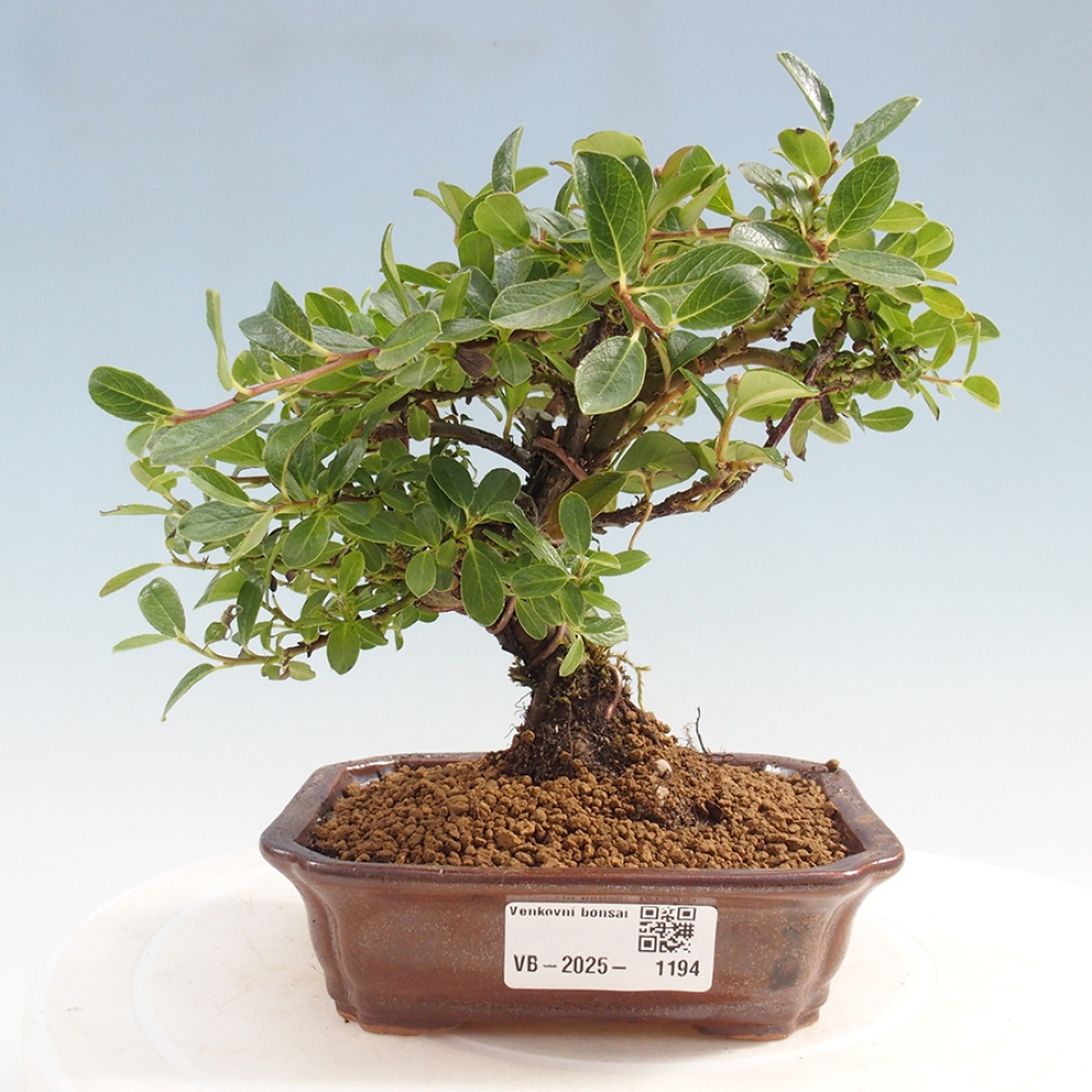 Plenerowe bonsai - Irga pozioma - Drzewo skalne