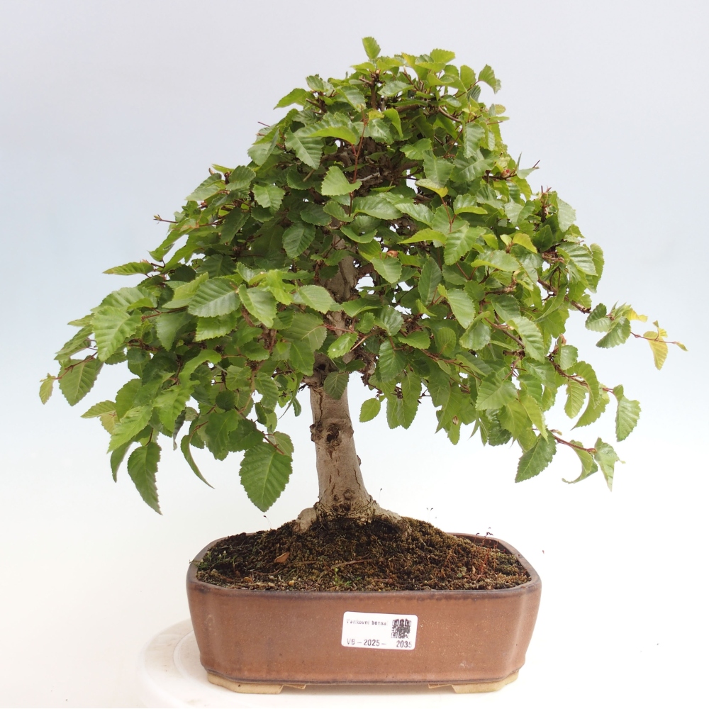 Bonsai zewnętrzne -Carpinus CARPINOIDES - grab koreański