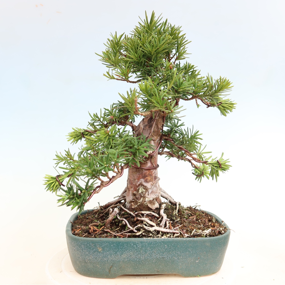 Bonsai ogrodowe – Taxus cuspidata – cis japoński