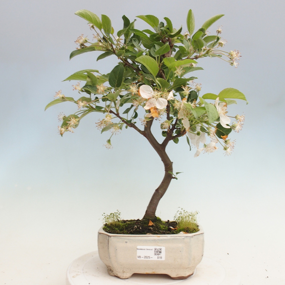 Bonsai plenerowe - Malus Halliana - Jabłoń drobnoowocowa