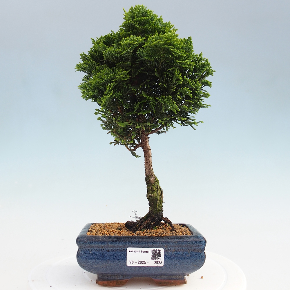 Bonsai na zewnątrz - Cham.pis obtusa Nana Gracilis - Cyprys