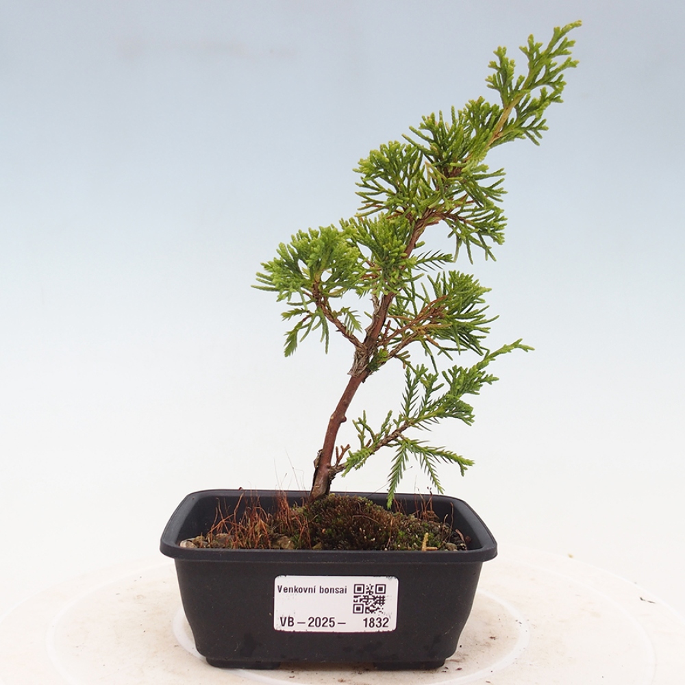 Outdoor bonsai - Juniperus chinensis Itoigawa - Jałowiec chiński