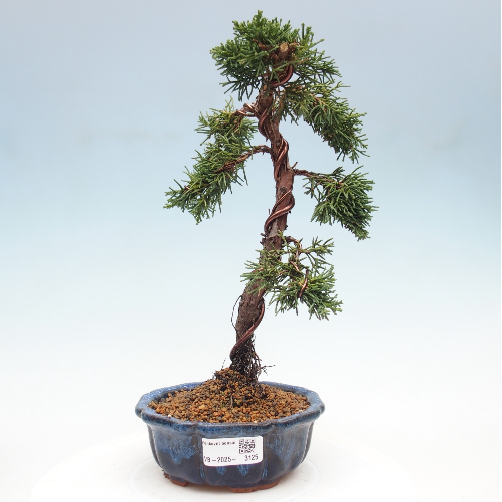 Bonsai zewnętrzne - Juniperus chinensis Kishu - Jałowiec chiński