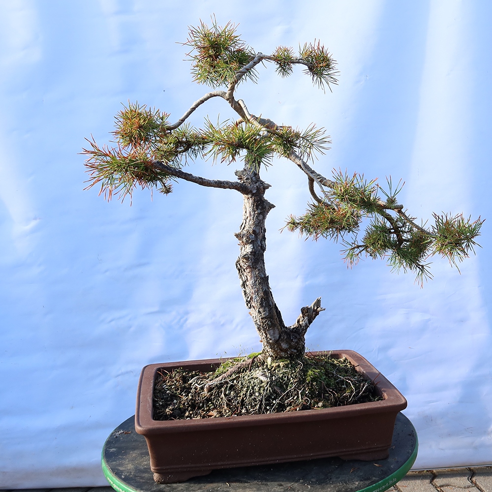 Pinus sylvestris Hiszpania – sosna zwyczajna